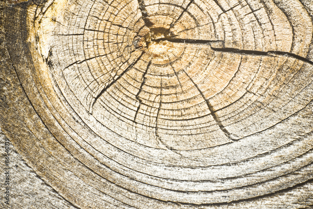 Naklejka premium Wooden surface with knot texture.