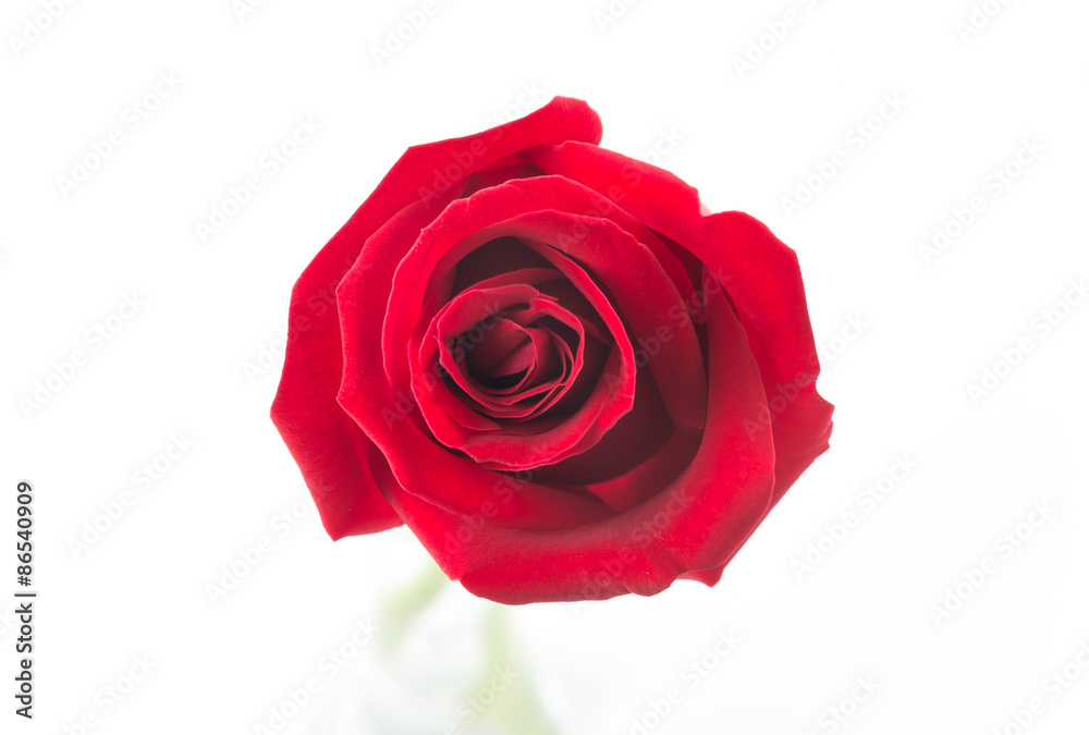 red rose isolated on white background red rose isolated on white background