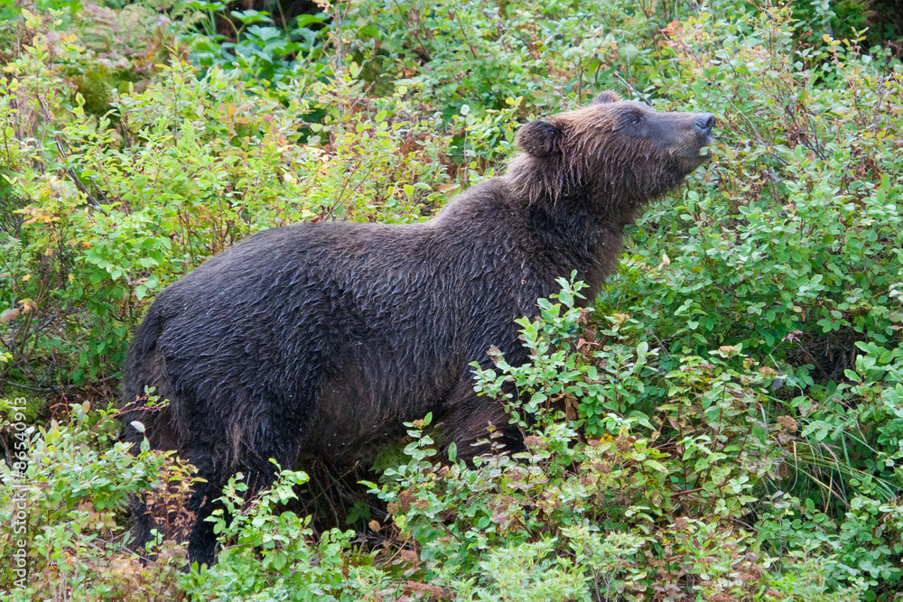 grizzly bear hunting for berries in green dense undergrowth