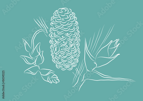 Hawaiian Plants