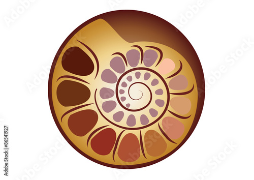 Nautilus Shell