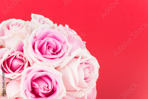 pink and white rose on red background