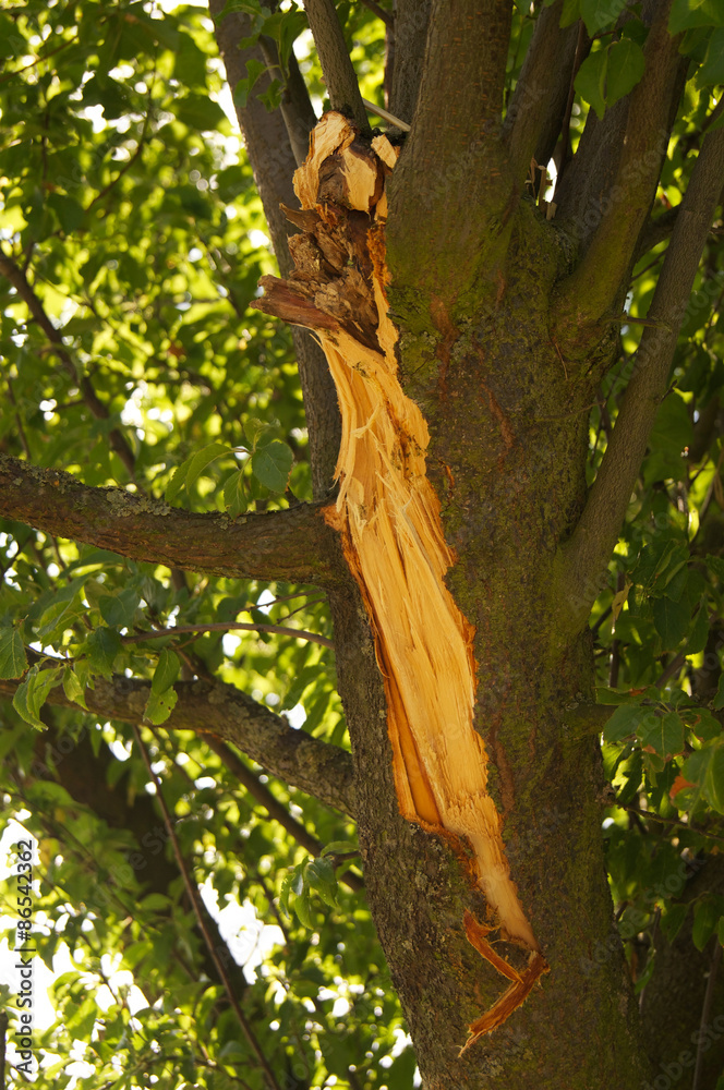 Sturmschaden mit abgebrochenem Ast an einem großen Baum nach einem starken Gewittersturm Unwetterschäden Sturmschaden mit abgebrochenem Ast an einem großen Baum nach einem starken Gewittersturm Unwetterschäden