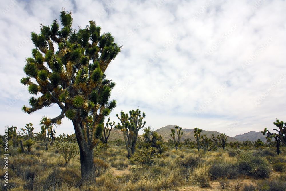 Fototapeta premium Joshua Trees in the Mojave Desert