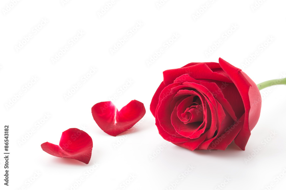 Fototapeta premium red rose with rose petal