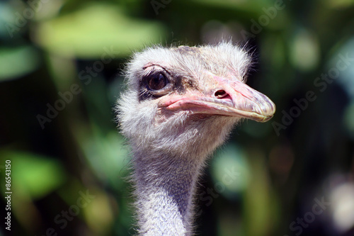 Portrait of an Ostrich 