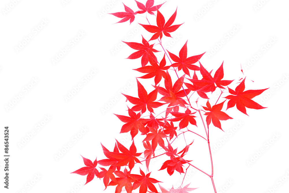 背景素材 もみじ / 瑞々しいモミジの葉を素材にしました。 背景素材 もみじ / 瑞々しいモミジの葉を素材にしました。