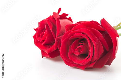 Fototapeta Naklejka Na Ścianę i Meble -  red rose isolated on white background