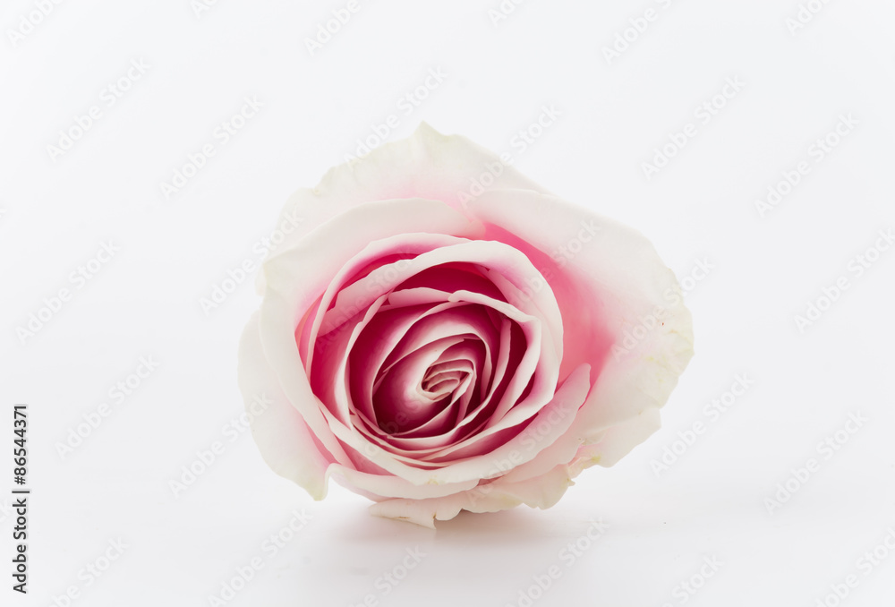 white and pink rose on white background white and pink rose on white background