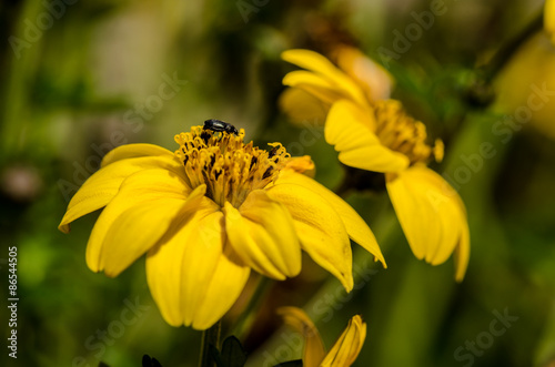 Yellow Flower © Tom Zander
