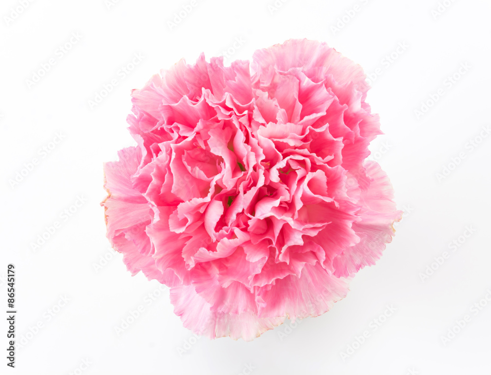 pink carnations flower pink carnations flower