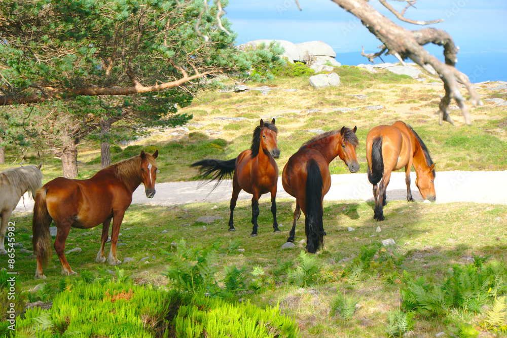 Fototapeta premium Caballos salvajes