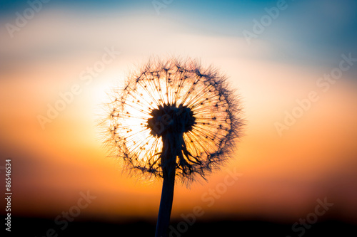 Dandelion flower with sunset