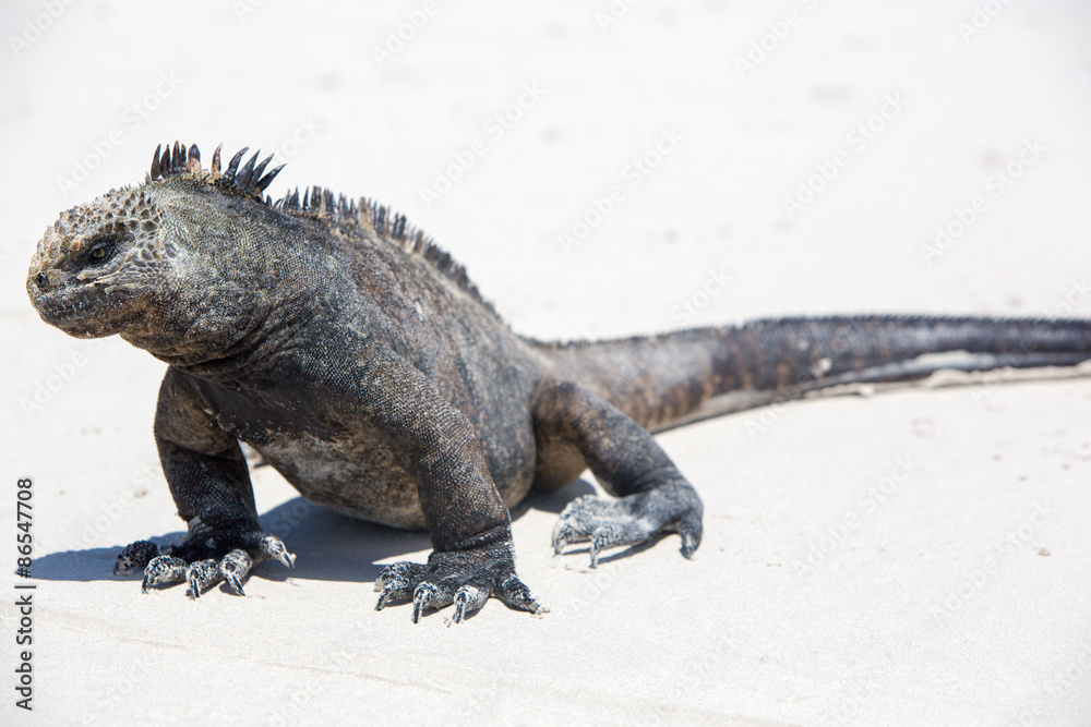 Marine iguana in the Galapagos islands Marine iguana in the Galapagos islands