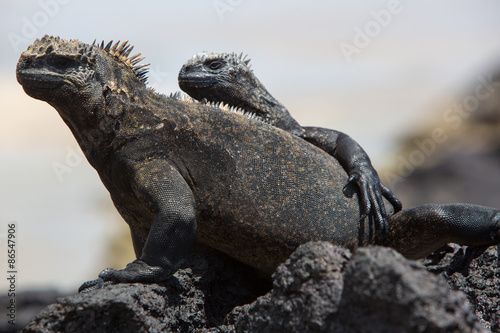 Marine iguanas in Galapagos islands photo