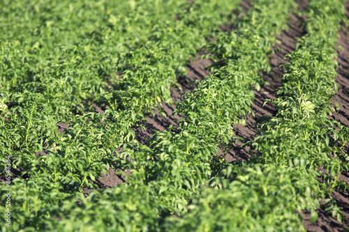 Beautiful rows on field planted with potatoes.