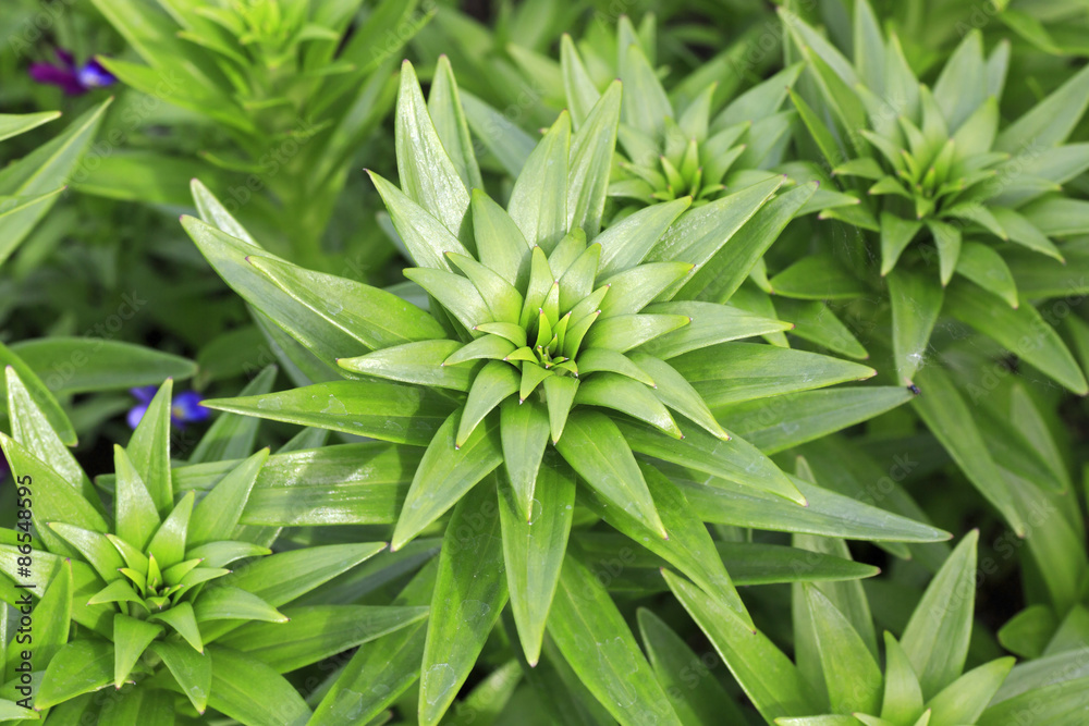 Beautiful lily stems with green leaves Beautiful lily stems with green leaves