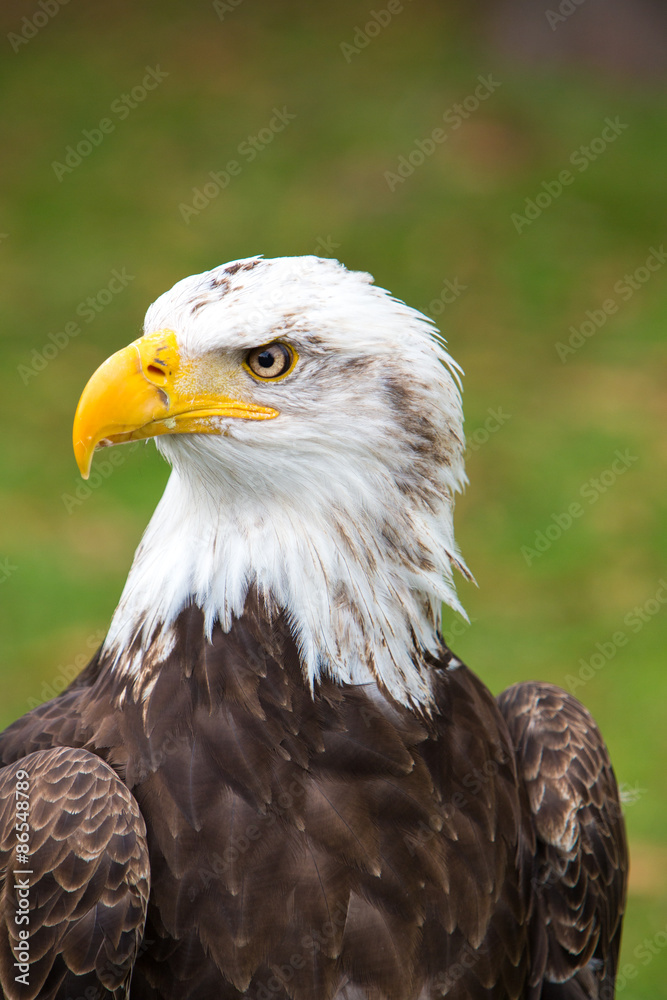 Closeup of an American Bald Eagle in Ecuador Closeup of an American Bald Eagle in Ecuador