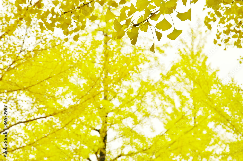 Obraz premium イチョウの黄葉