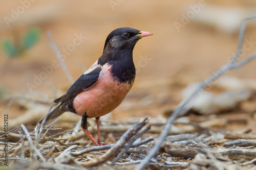 Close up of rare Rosy Starling (Pastor roseus) 
