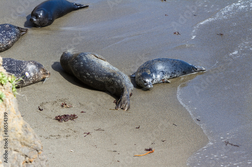 baby seal and its mother