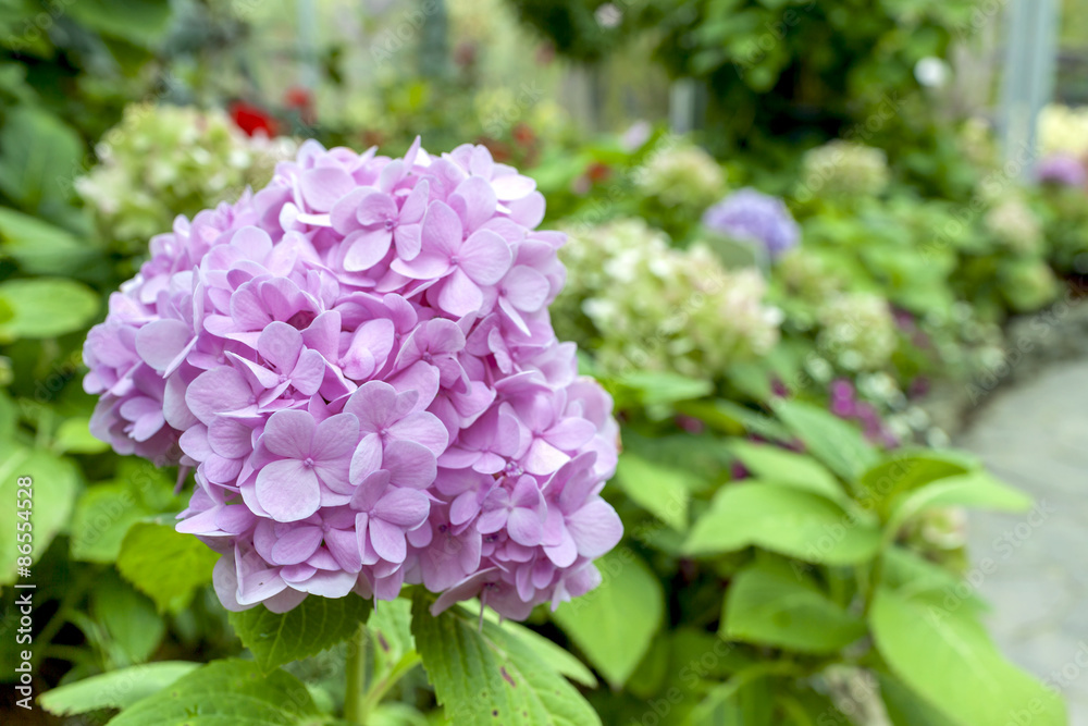 Beautiful Hydrangea garden background Beautiful Hydrangea garden background