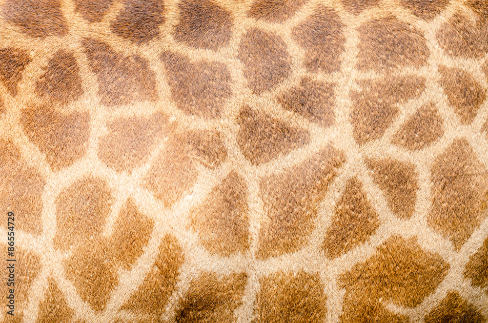 Genuine leather skin of Giraffe Genuine leather skin of Giraffe