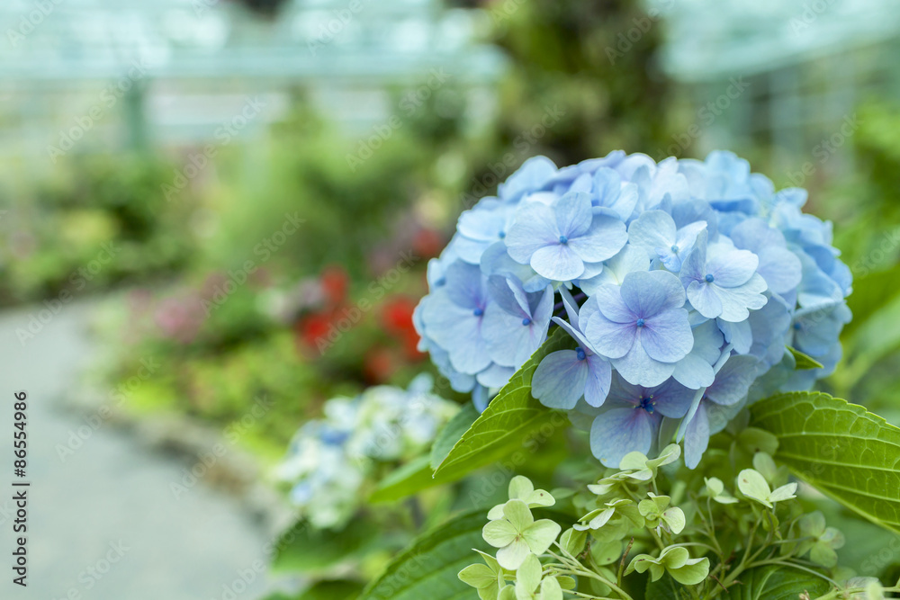 Closeup Blue Hydrangea flower with garden view background Closeup Blue Hydrangea flower with garden view background