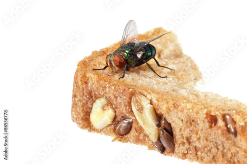 Blow fly sitting on a piece of bread 