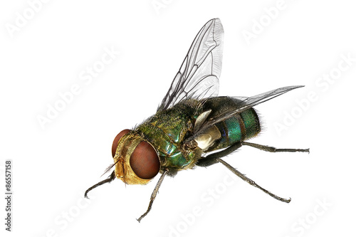 Blow fly (Lucilia caesar, Calliphoridae)