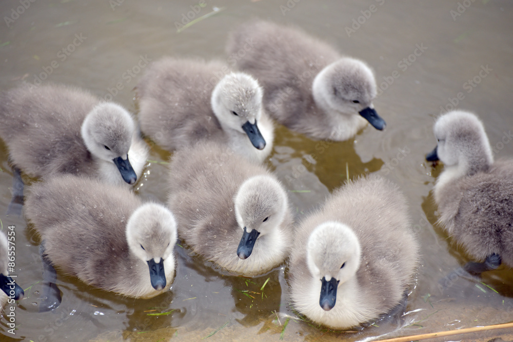 Obraz premium Cygnets at Abbotsbury Swannery in Dorset