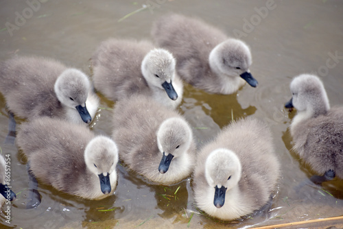 Cygnets at Abbotsbury Swannery in Dorset