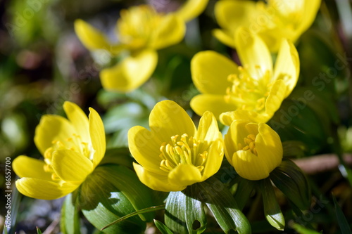 Fototapeta Naklejka Na Ścianę i Meble -  Blossoms of winter aconite (Winterlinge)