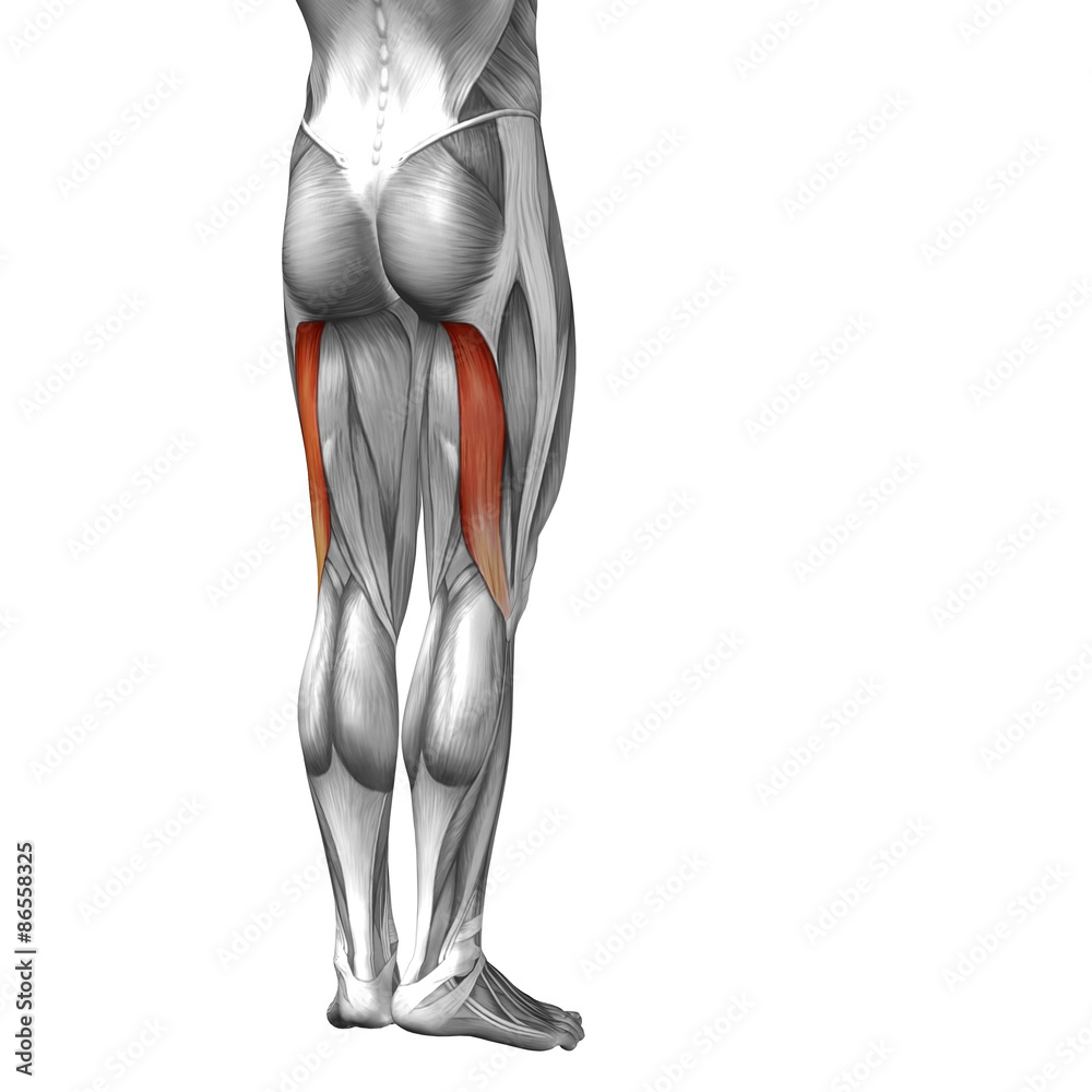 Conceptual 3D human back upper leg muscle anatomy Conceptual 3D human back upper leg muscle anatomy