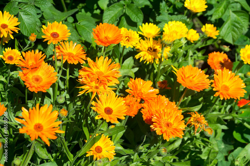 Calendula