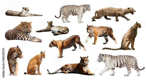 Set of tiger and other big wildcats. Isolated over white
