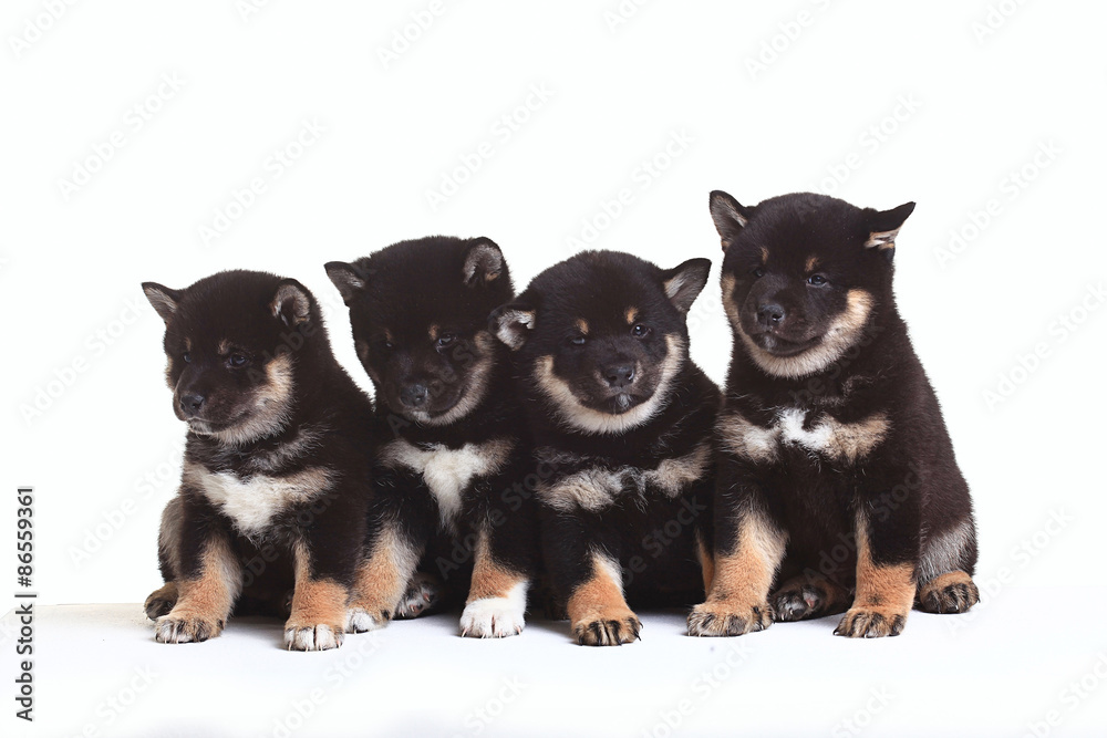 group of puppies on a white background