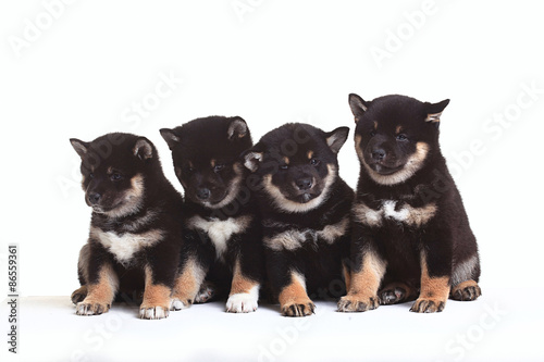 group of puppies on a white background