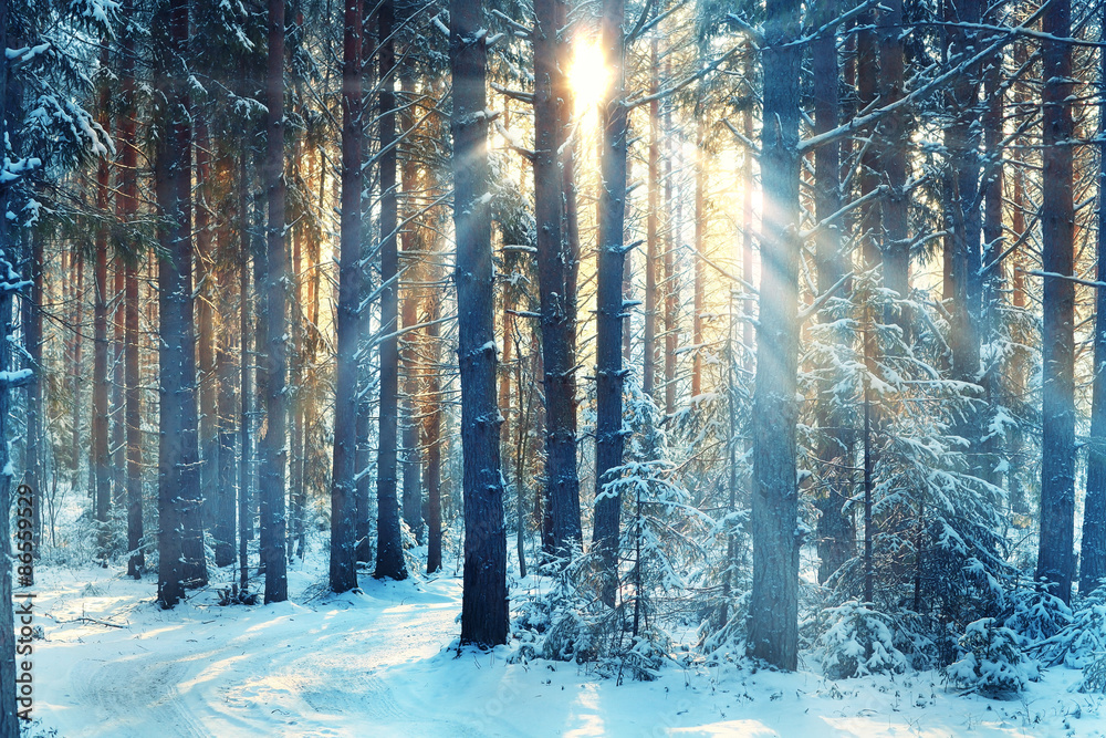 Naklejka premium Styczniowy zimowy krajobraz w lesie
