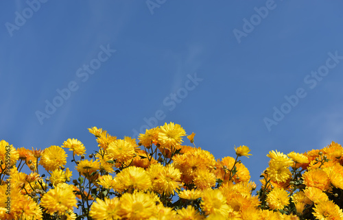 Small yellow flowers on blue sky. Autumn dahlias
