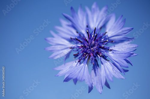 Single bloom of cornflower (Centaurea cyanus), Estonian national flower, on blue background against blue sky