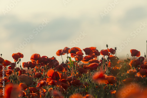 Fototapeta Naklejka Na Ścianę i Meble -  Beautiful blooming poppy field in evening light agaist sky in Estonia. Long-headed poppy, Papaver dubium