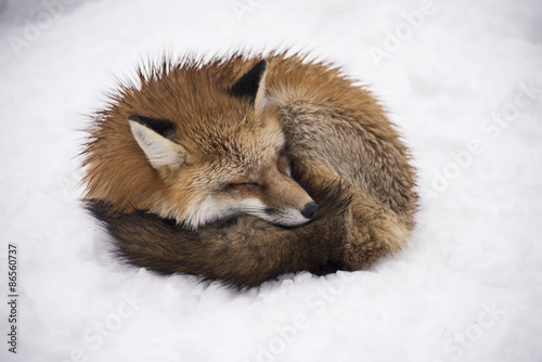 Red Fox sleeping in the snowfields of Siroishi, Japan