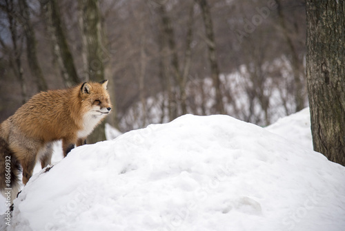 Red Fox in the snowfields of Siroishi, Japan © Urasha Photography