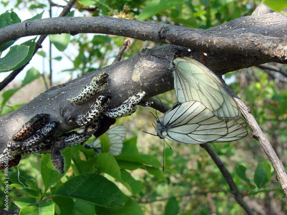 Image of Aporia Crataegi butterfly