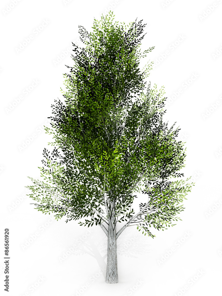 Obraz premium Tree isolated on white background