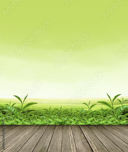 Wooden floor with green tea plantation and sky background