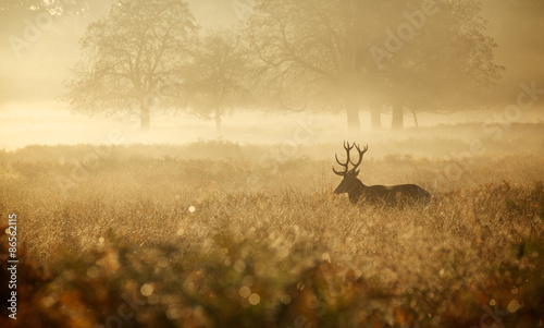 Misty deer silhouette landscape 