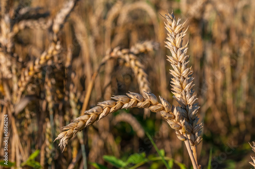 Wallpaper Mural reife Weizenähren Torontodigital.ca