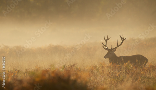 Red deer Stag in the mist